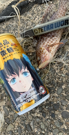 ハタの釣果