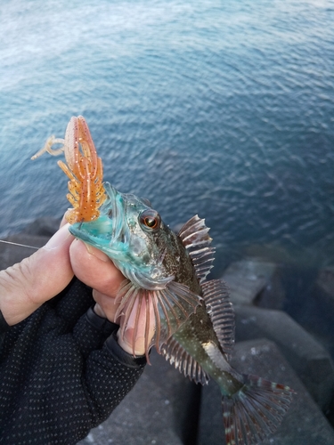 アナハゼの釣果