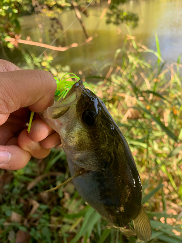 ラージマウスバスの釣果