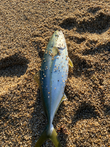 ハマチの釣果