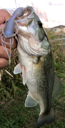 ラージマウスバスの釣果