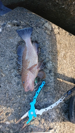 オオモンハタの釣果