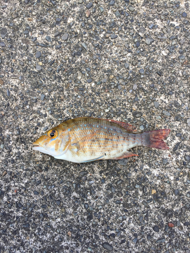 ハナダイの釣果