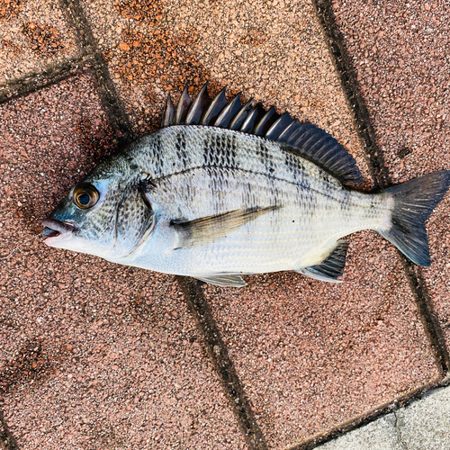 クロダイの釣果