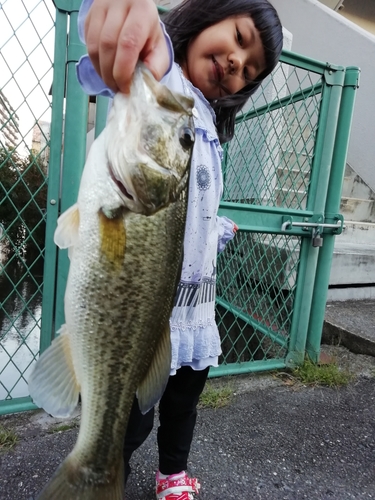 ブラックバスの釣果