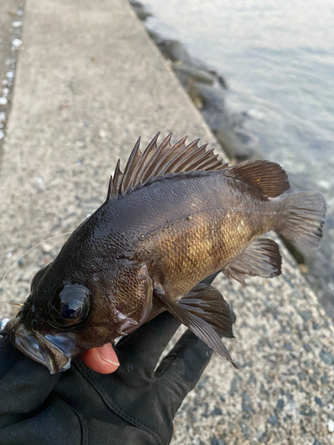 メバルの釣果