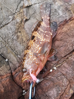 キジハタの釣果