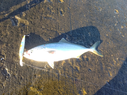 ツバスの釣果