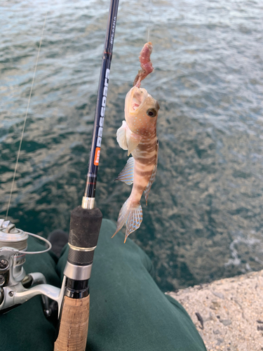 ハゼの釣果