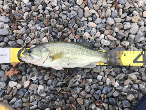 ブラックバスの釣果