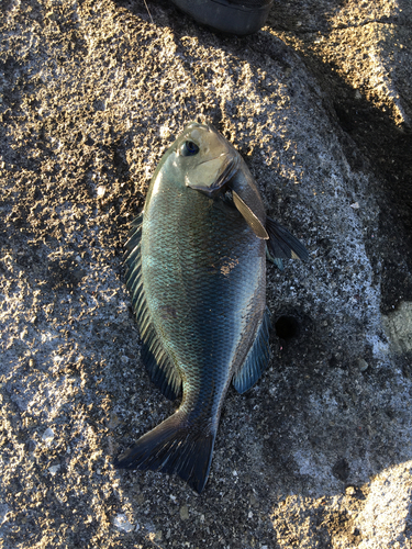 メジナの釣果