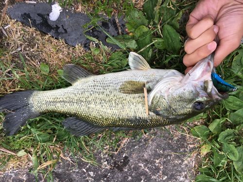 ブラックバスの釣果