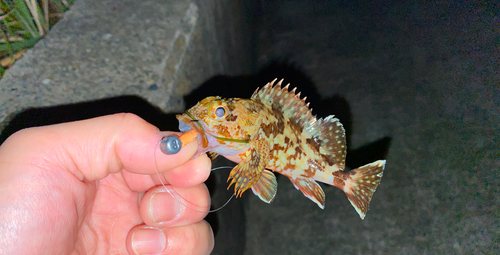 カサゴの釣果