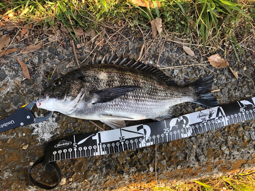 クロダイの釣果