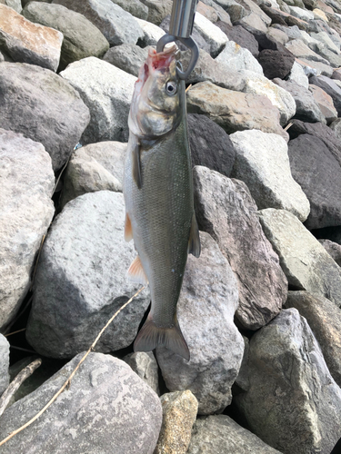 マルタウグイの釣果