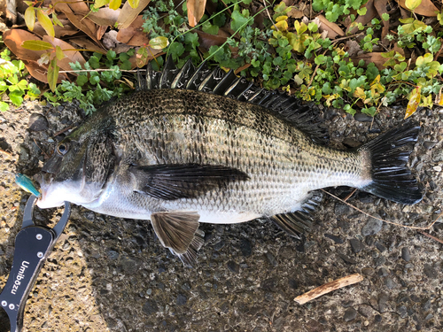 クロダイの釣果