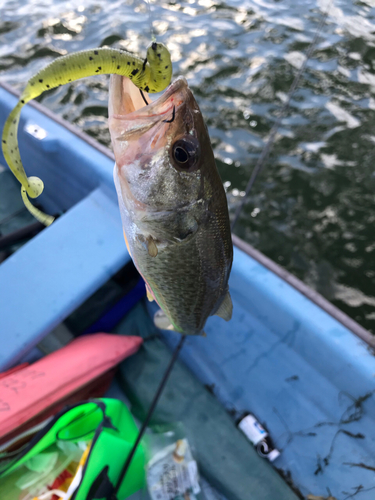 ラージマウスバスの釣果