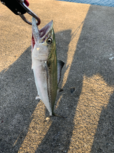 サゴシの釣果