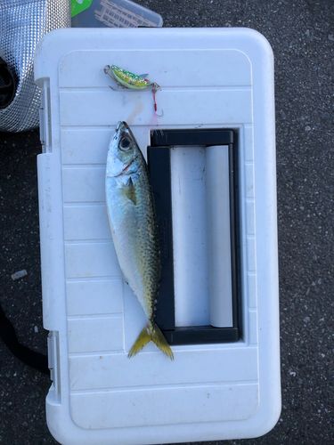サバの釣果