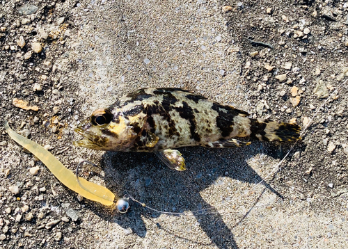 タケノコメバルの釣果