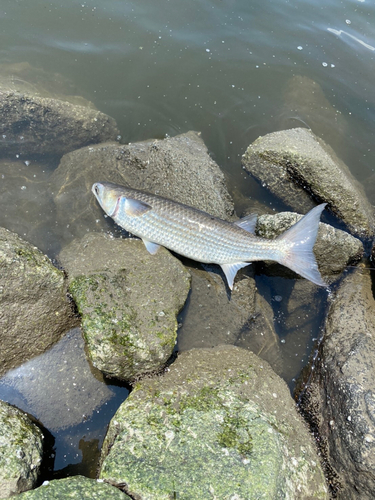 ボラの釣果