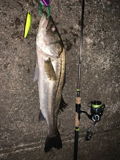 シーバスの釣果