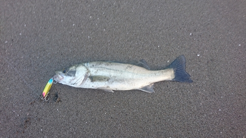 セイゴ（マルスズキ）の釣果