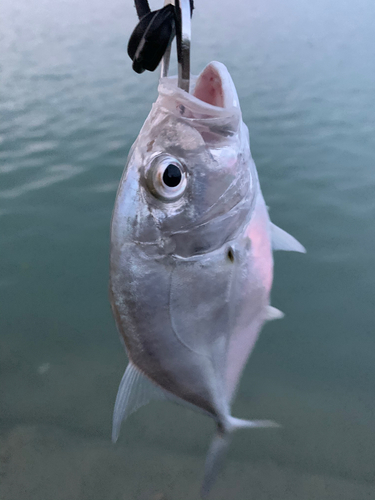 ギンガメアジの釣果