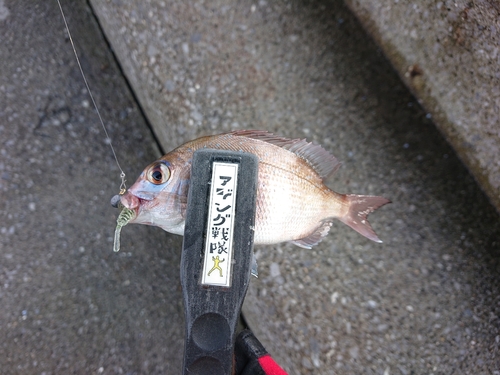 チダイの釣果