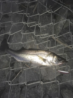 セイゴ（マルスズキ）の釣果