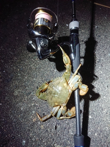 ワタリガニの釣果