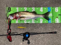 フッコ（マルスズキ）の釣果