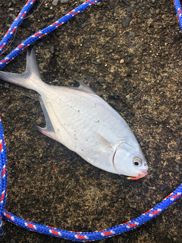 コバンアジの釣果