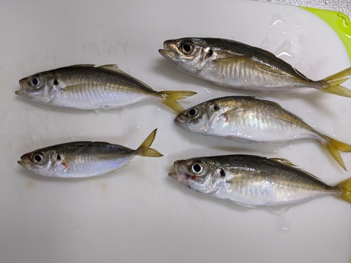 アジの釣果