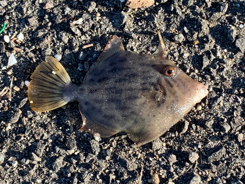 カワハギの釣果