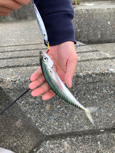 サバの釣果