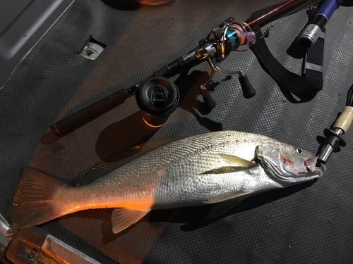 ニベの釣果