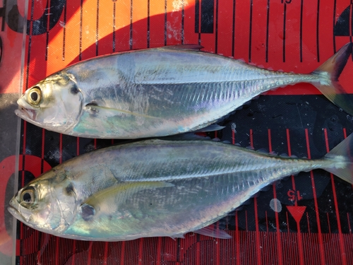 オニアジの釣果