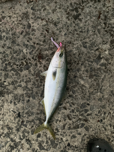 ツバスの釣果