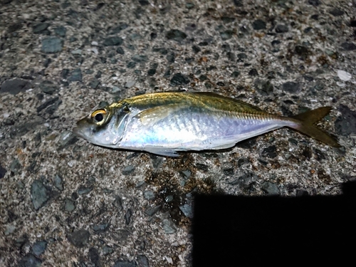 マアジの釣果