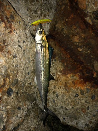 サゴシの釣果