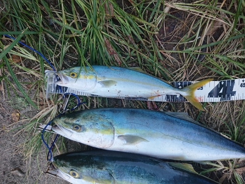 ワカシの釣果