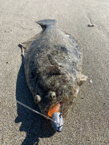 マゴチの釣果