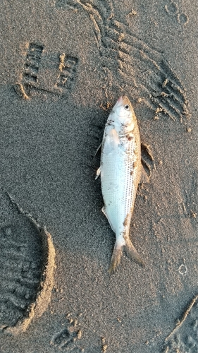 コノシロの釣果