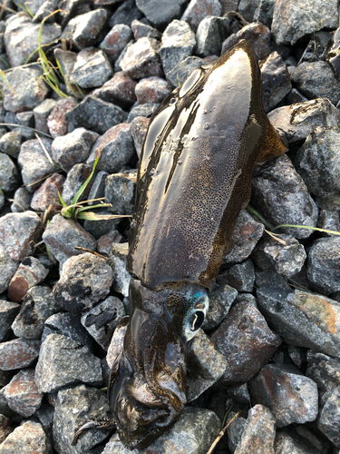 モイカの釣果