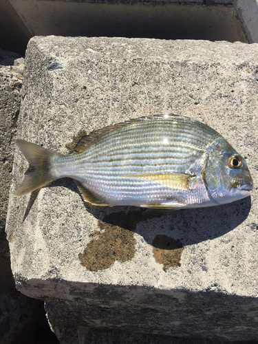 ヘダイの釣果