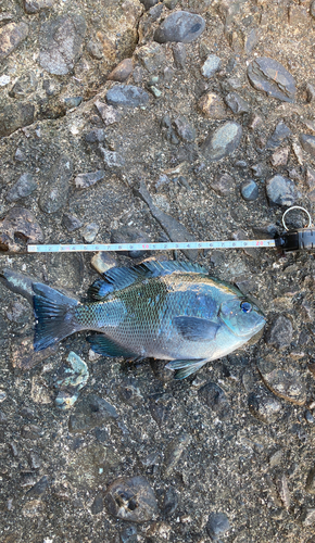 メジナの釣果