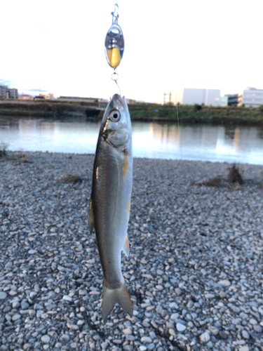 ウグイの釣果