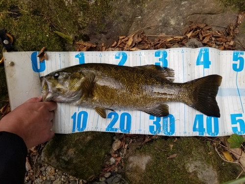 スモールマウスバスの釣果