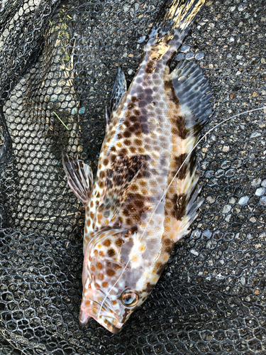 オオモンハタの釣果